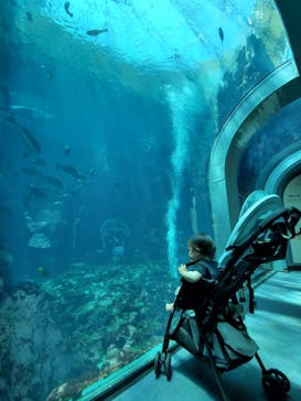 下田海中水族館に投稿された画像（2022/4/25）