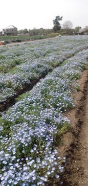 淡路ファームパーク イングランドの丘に投稿された画像（2022/4/25）