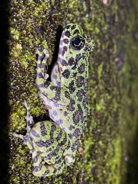 奄美ナイトツアーサービスに投稿された画像（2022/4/25）