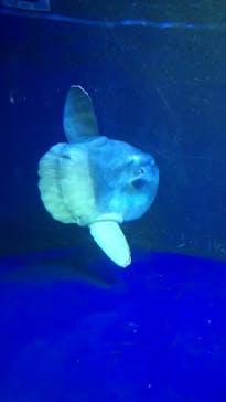 サンシャイン水族館に投稿された画像（2022/4/25）