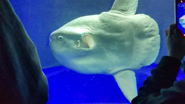 サンシャイン水族館に投稿された画像（2022/4/25）