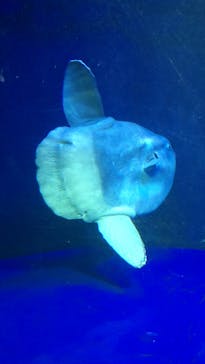 サンシャイン水族館に投稿された画像（2022/4/25）