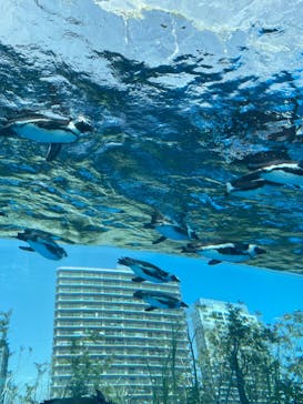 サンシャイン水族館に投稿された画像（2022/4/25）