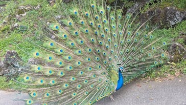 伊豆シャボテン動物公園に投稿された画像（2022/4/25）