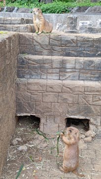 伊豆シャボテン動物公園に投稿された画像（2022/4/25）