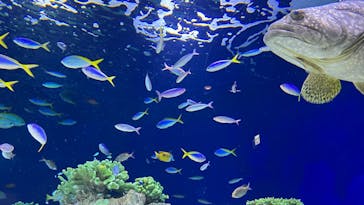 マリンワールド海の中道に投稿された画像（2022/4/25）