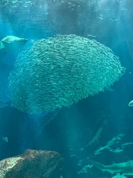 マリンワールド海の中道に投稿された画像（2022/4/25）