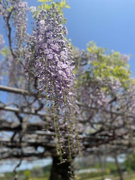 いばらきフラワーパークに投稿された画像（2022/4/25）