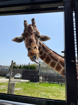那須サファリパークに投稿された画像（2022/4/25）