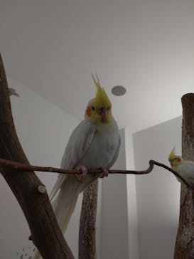 Moff アニマル カフェ イーアス 高尾店に投稿された画像（2022/4/25）