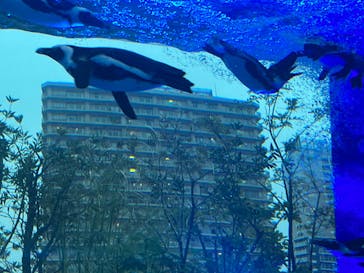 サンシャイン水族館に投稿された画像（2022/4/25）