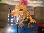 国立科学博物館　特別企画展「ポケモン化石博物館」に投稿された画像（2022/4/26）