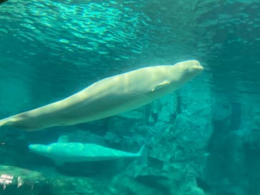 名古屋港水族館に投稿された画像（2022/4/26）