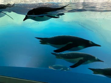 名古屋港水族館に投稿された画像（2022/4/26）
