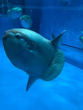 アクアワールド茨城県大洗水族館に投稿された画像（2022/4/26）