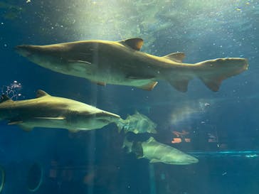 アクアワールド茨城県大洗水族館に投稿された画像（2022/4/26）