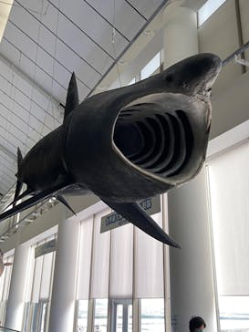 アクアワールド茨城県大洗水族館に投稿された画像（2022/4/26）