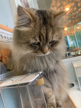 Moff animal cafe iias つくば店に投稿された画像（2022/4/26）