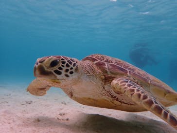 宮古島 ADVENTURE PiPi（ミヤコジマ アドベンチャー ピピ）に投稿された画像（2022/4/26）