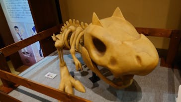 国立科学博物館　特別企画展「ポケモン化石博物館」に投稿された画像（2022/4/26）