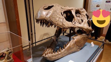 国立科学博物館　特別企画展「ポケモン化石博物館」に投稿された画像（2022/4/26）