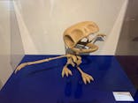 国立科学博物館　特別企画展「ポケモン化石博物館」に投稿された画像（2022/4/27）