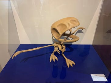 国立科学博物館　特別企画展「ポケモン化石博物館」に投稿された画像（2022/4/27）