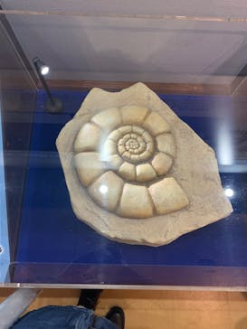 国立科学博物館　特別企画展「ポケモン化石博物館」に投稿された画像（2022/4/27）