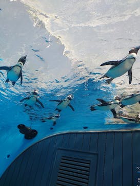 サンシャイン水族館に投稿された画像（2022/4/27）