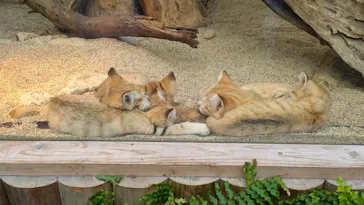 神戸どうぶつ王国に投稿された画像（2022/4/27）