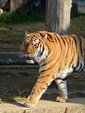 天王寺動物園に投稿された画像（2022/4/27）