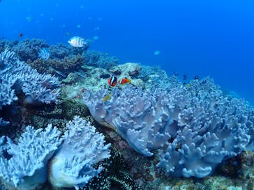 ダイブロックに投稿された画像（2022/4/27）