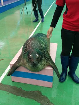 ゼロ距離水族館 伊勢シーパラダイスに投稿された画像（2022/4/27）