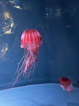 京都水族館に投稿された画像（2022/4/27）