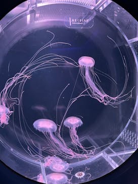 京都水族館に投稿された画像（2022/4/27）