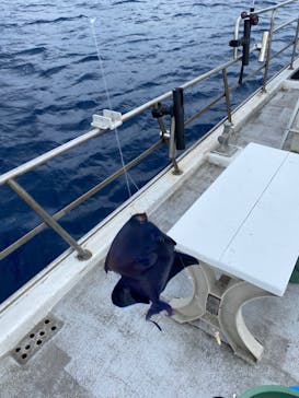 釣り船　博栄丸に投稿された画像（2022/4/27）