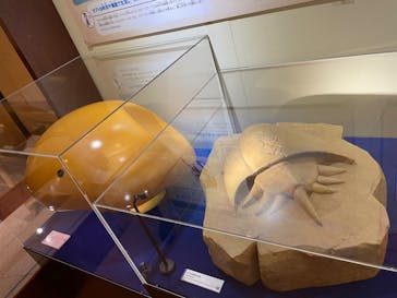 国立科学博物館　特別企画展「ポケモン化石博物館」に投稿された画像（2022/4/27）