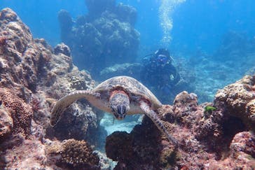 屋久島自然案内に投稿された画像（2022/4/27）