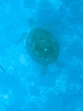 川平マリンサービスに投稿された画像（2022/4/27）