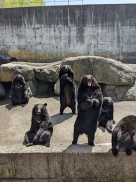 奥飛騨クマ牧場に投稿された画像（2022/4/28）