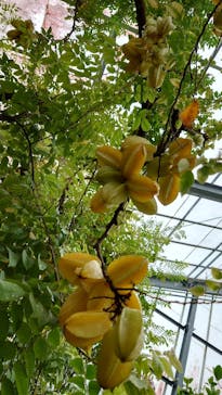 アロハガーデンたてやまに投稿された画像（2022/4/28）