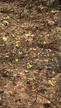 Hakuba47ウィンタースポーツパークに投稿された画像（2022/4/29）