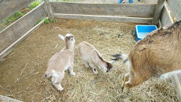 群馬サファリパークに投稿された画像（2022/4/29）