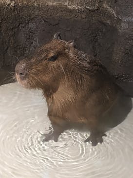 マクセル アクアパーク品川に投稿された画像（2022/4/29）