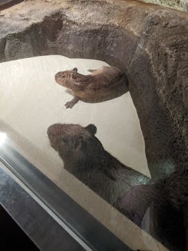 マクセル アクアパーク品川に投稿された画像（2022/4/29）