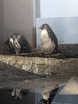 マクセル アクアパーク品川に投稿された画像（2022/4/29）