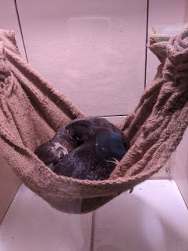 マクセル アクアパーク品川に投稿された画像（2022/4/29）