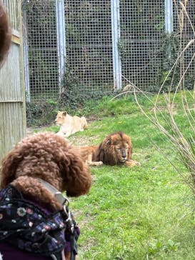 伊豆アニマルキングダムに投稿された画像（2022/4/29）