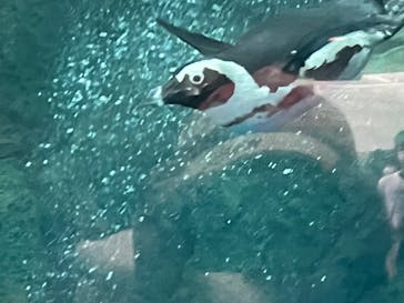 京都水族館に投稿された画像（2022/4/29）
