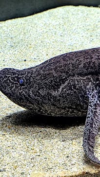 カワスイ 川崎⽔族館に投稿された画像（2022/4/29）